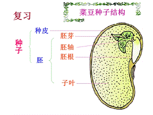 教学课件第一节种子的萌发.ppt