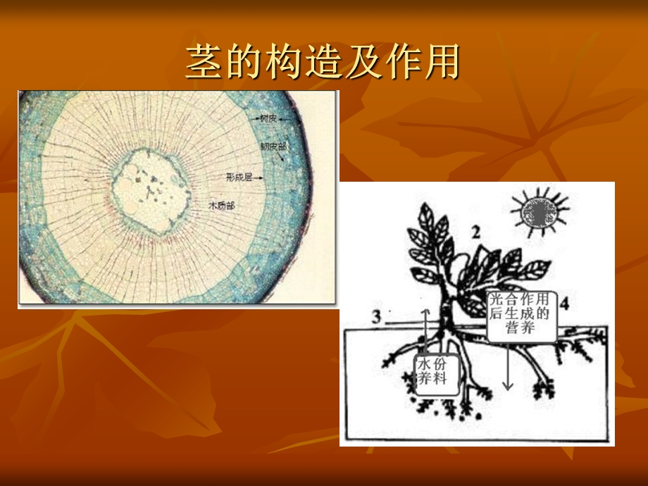 教科版科学三下茎越长越高.ppt_第2页