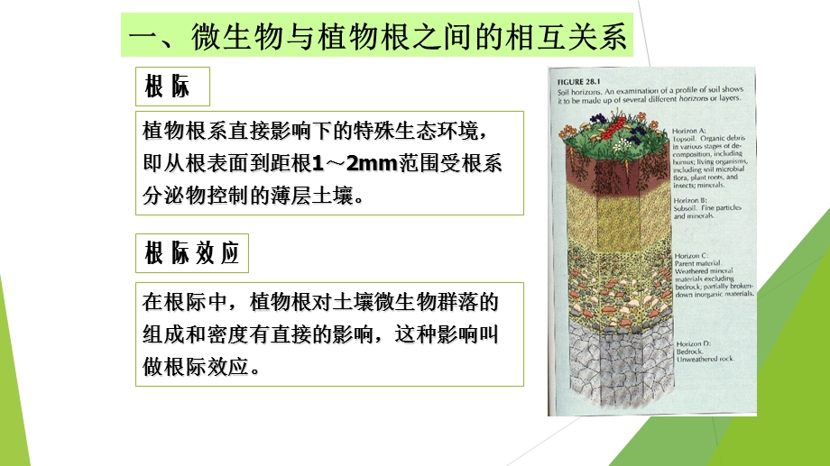 微生物与植物之间的关系研究.ppt_第3页