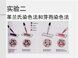 微生物革兰氏染色法和芽孢染色法.ppt