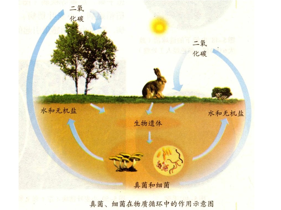 教材细菌和真菌在自然界中的作用佛山谢永红.ppt_第3页