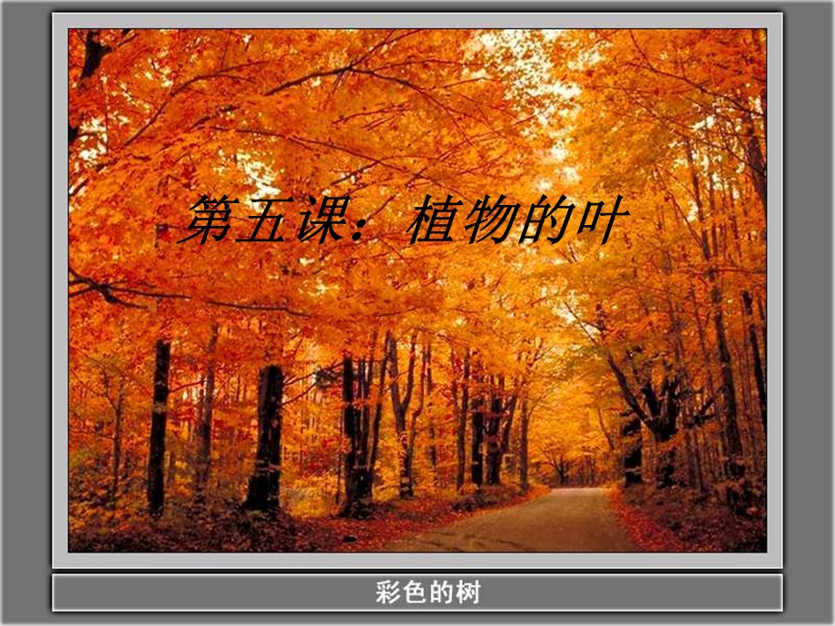 教科版科学三上植物的叶.ppt_第1页