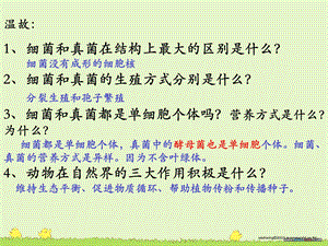 教学课件第四节细菌和真菌自然界中的作用.ppt