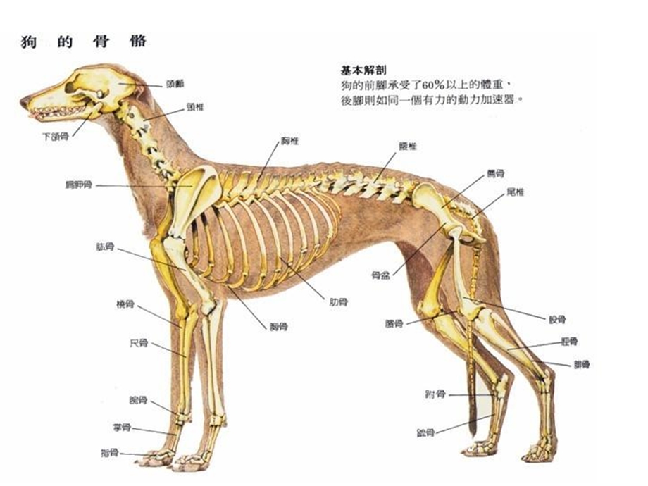 教材动物的行为佛山谢永红.ppt_第2页