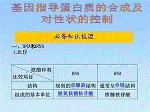 4.1基因指导蛋白质的合成知识点朱建新.ppt