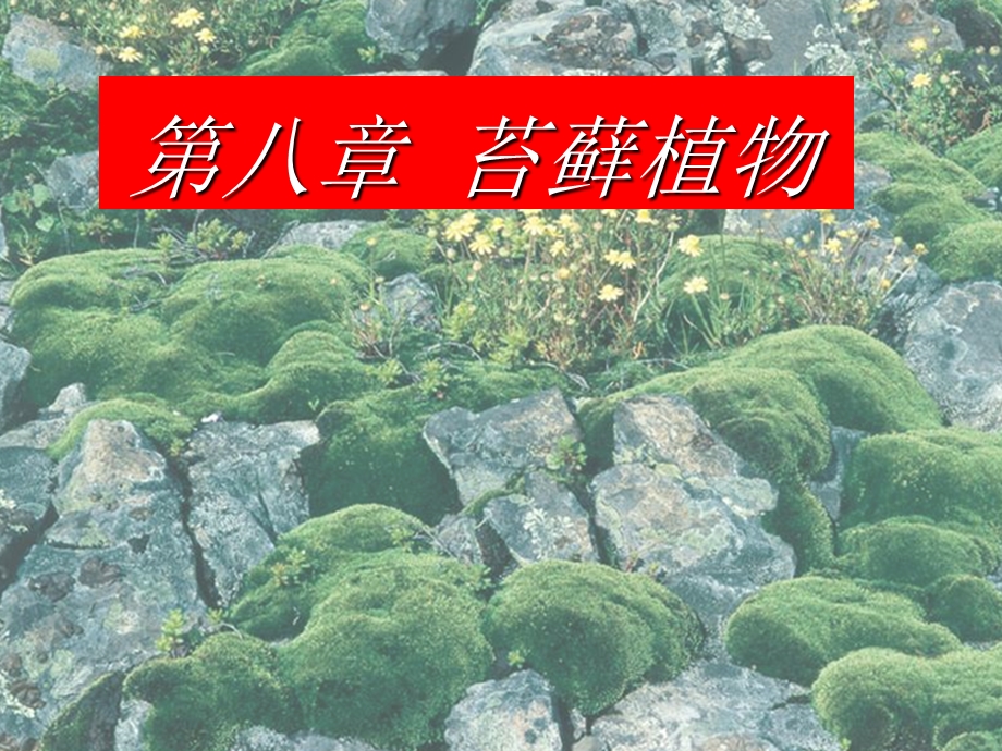 植物系统分类(陈燕)第8章苔藓植物.ppt_第1页