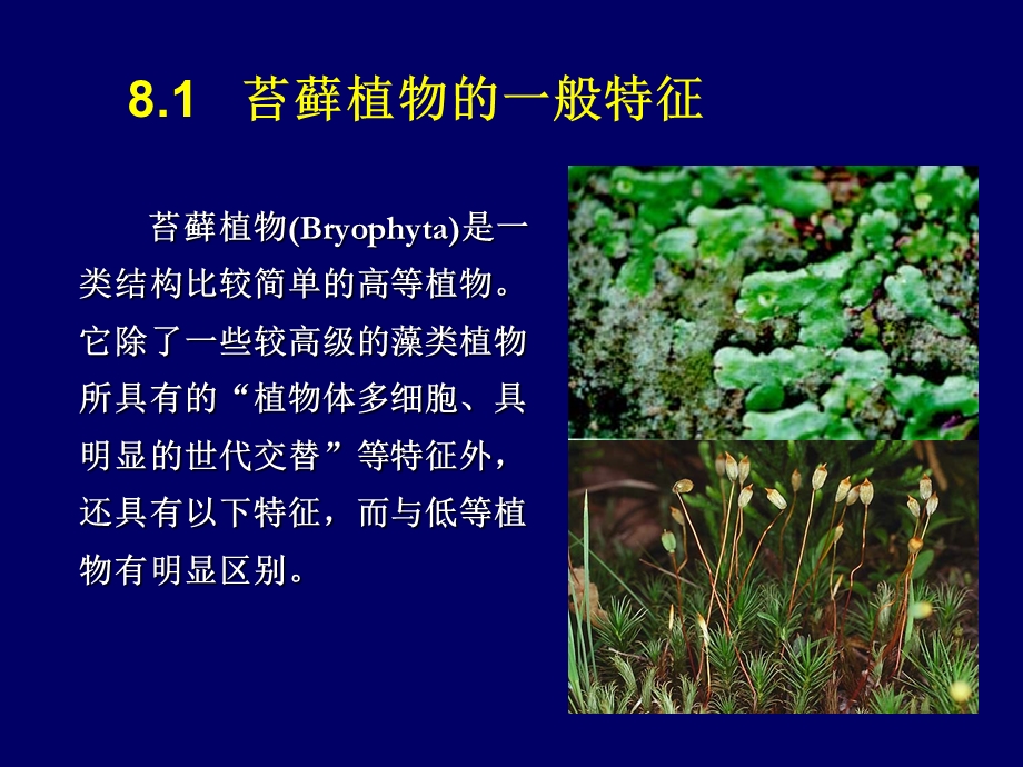 植物系统分类(陈燕)第8章苔藓植物.ppt_第2页