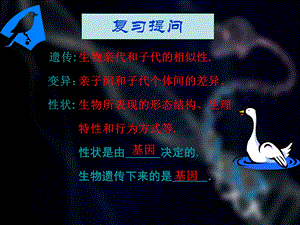 教学课件第二节-基因在亲子代间的传递.ppt