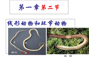 教学课件第二节-线形动物和环节动物-课件.ppt