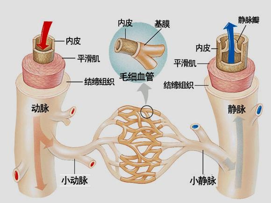 教材血流的管道血管佛山谢永红.ppt_第1页