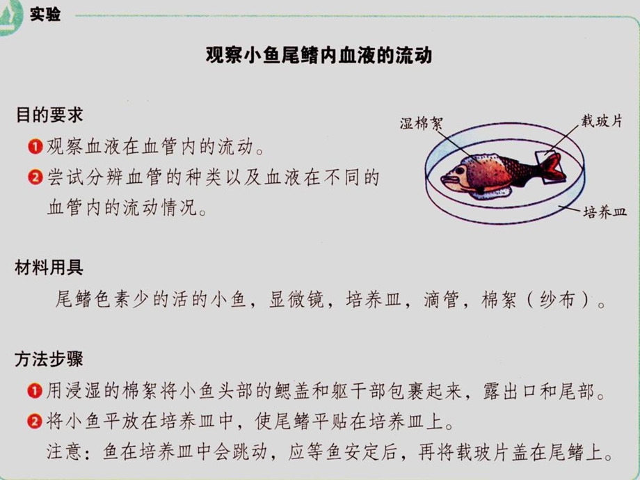 教材血流的管道血管佛山谢永红.ppt_第3页