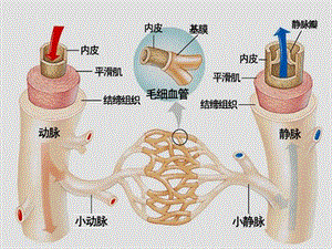 教材血流的管道血管佛山谢永红.ppt