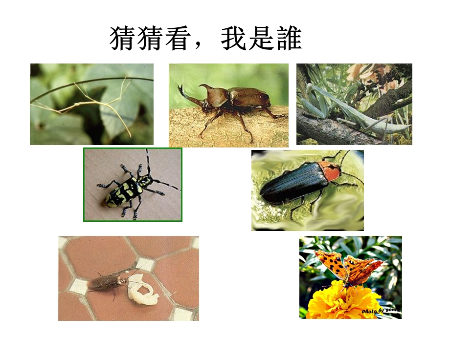 昆虫基本知识与形态学.ppt_第2页