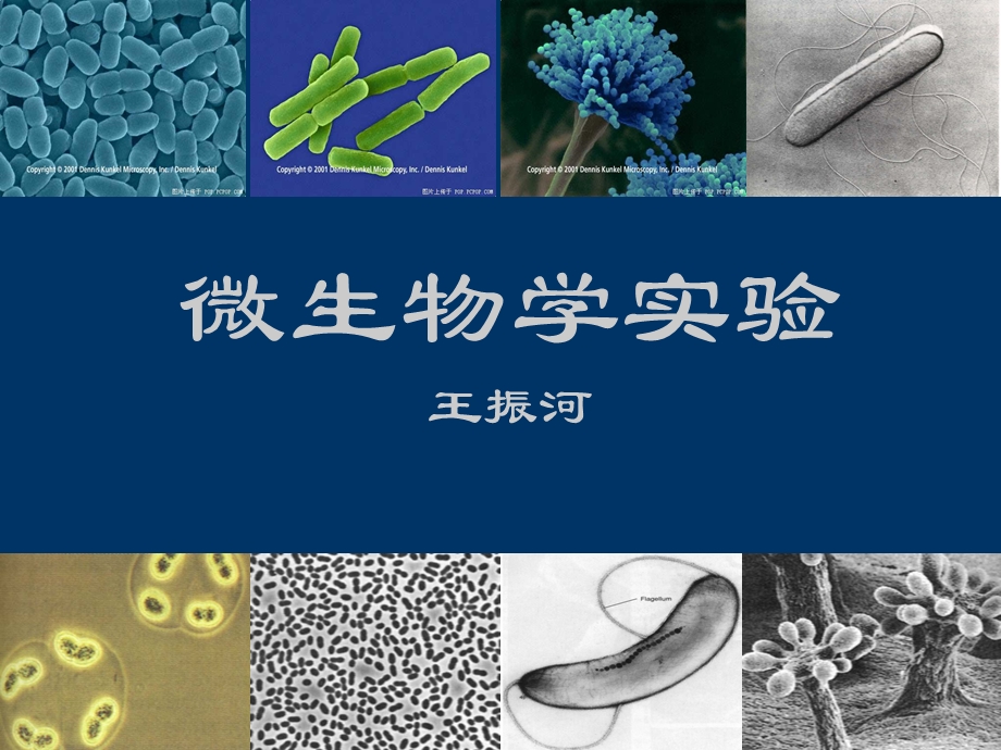 微生物学实验王振河.ppt_第1页