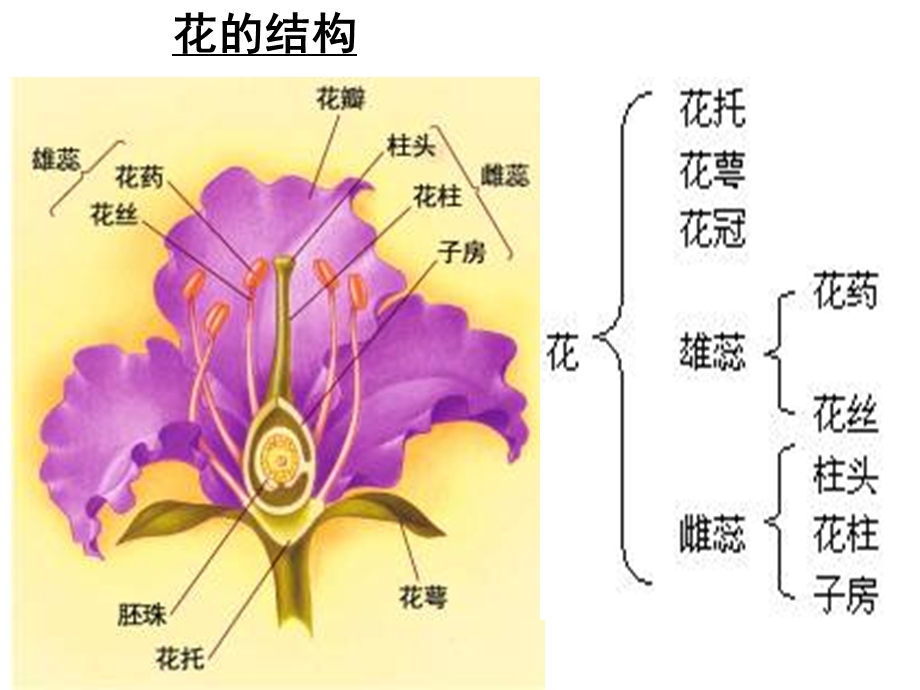 月季的花药培养(经典).ppt_第3页