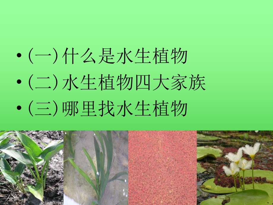 教科版科学三上水生植物.ppt_第2页