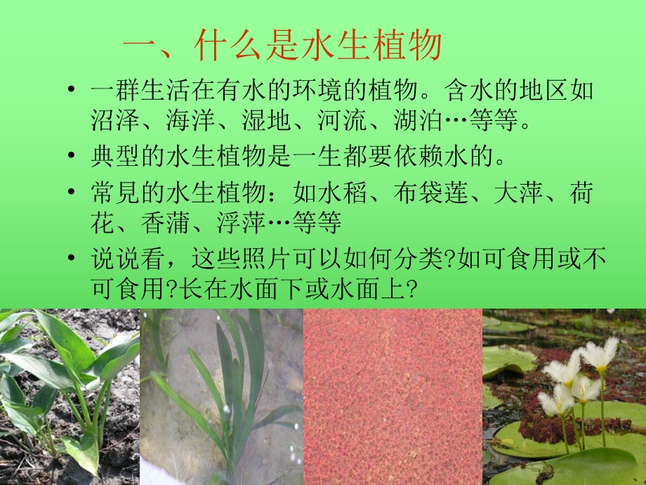 教科版科学三上水生植物.ppt_第3页