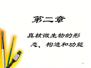 微生物第二章真核微生物的形态、构造和功能白色模.ppt