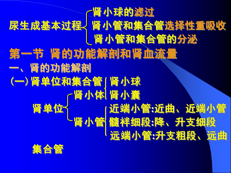 生理学肾的功能解剖和肾血流量.ppt_第3页