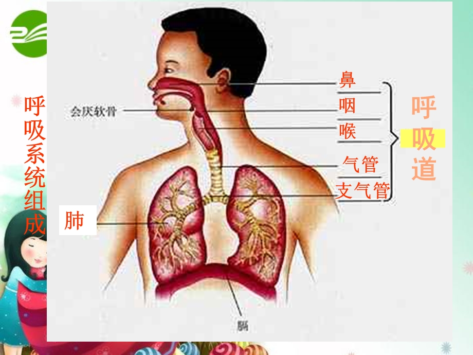 生物下册第四单元第三章第一节呼吸道对空气的处.ppt_第2页