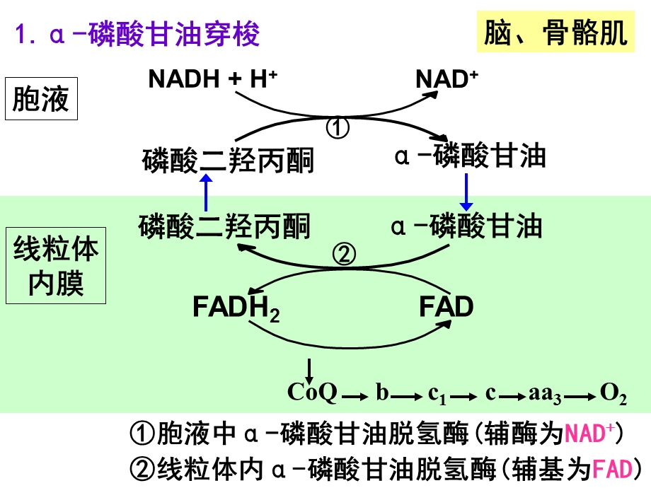 生化讲过的“循环”与“穿梭”汇总.ppt_第2页