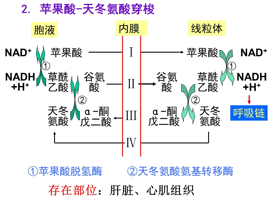 生化讲过的“循环”与“穿梭”汇总.ppt_第3页