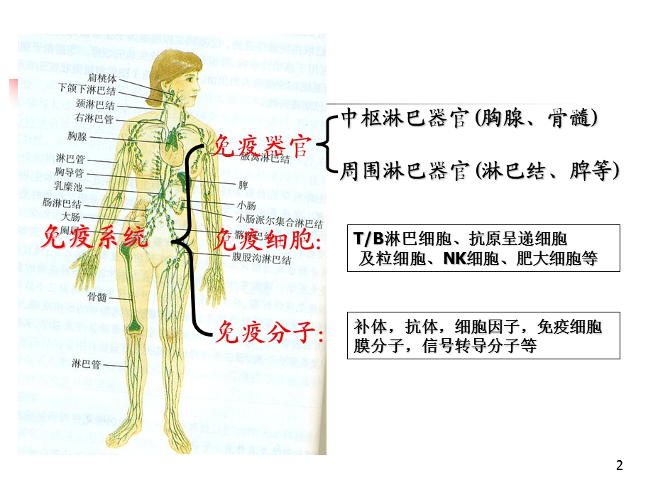 医学免疫学教学课件汇编8固有免疫系统wpz.ppt_第2页