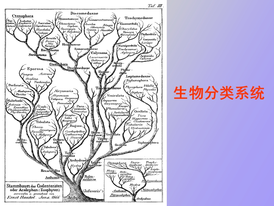 生物分类系统.ppt_第1页