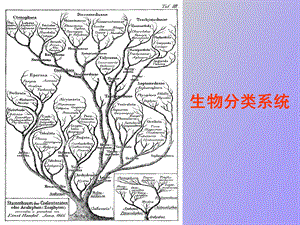 生物分类系统.ppt