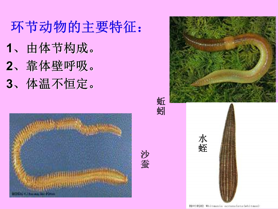 环节动物、兔陆地生活的动物.ppt_第2页