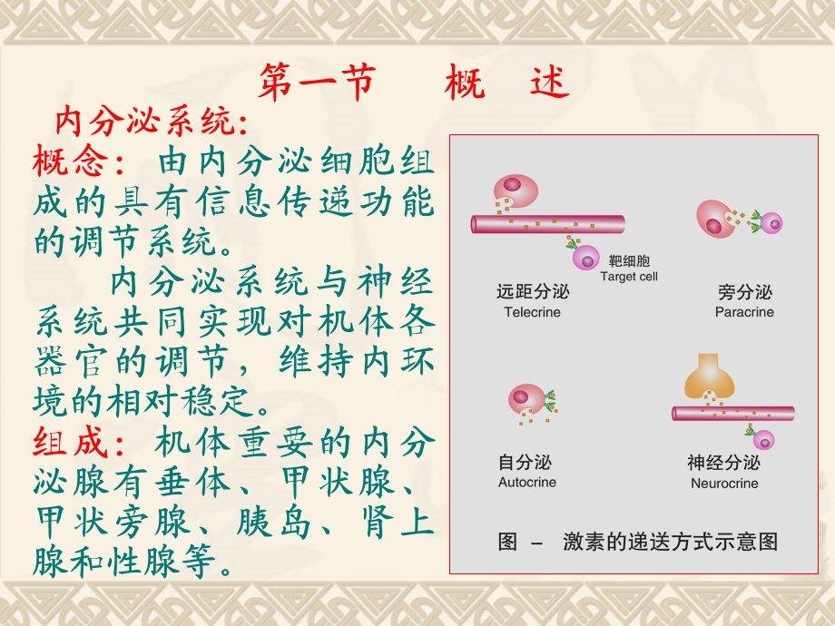 生理学第十一章内分泌.ppt_第3页