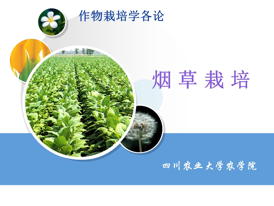 烟草栽培(NXPowerLite).ppt_第1页