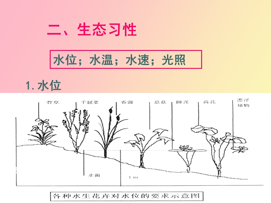 水生花卉恢复.ppt_第3页