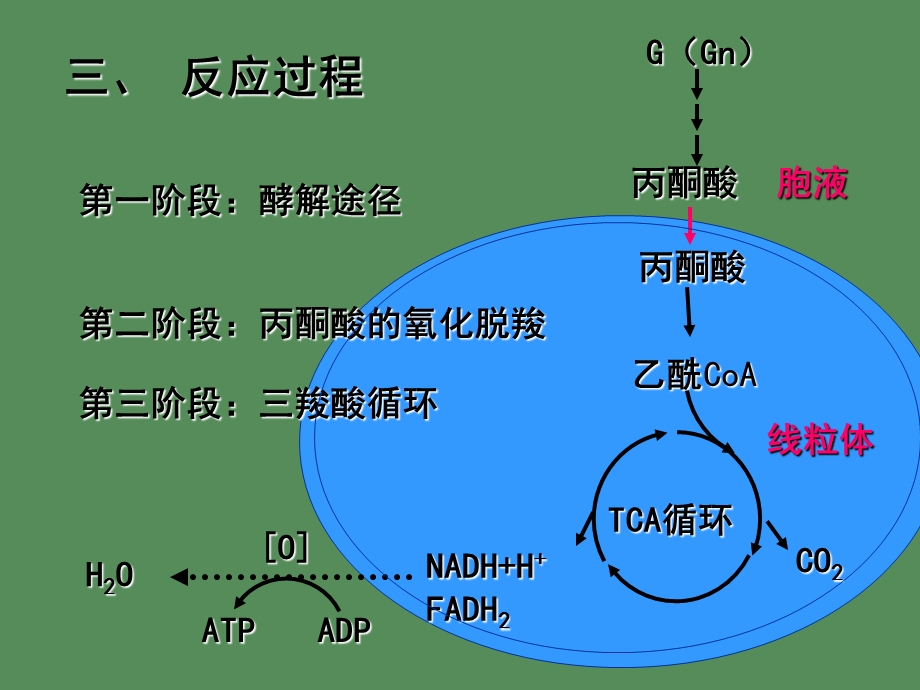 糖的有氧氧化-生物技术系.ppt_第3页