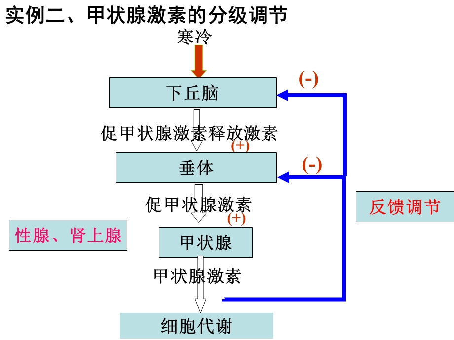 生物第三节《神经调节和体液调节的关系》.ppt_第2页