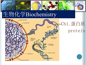 生物化学Biochemistry蛋白质.ppt