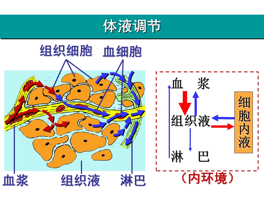 生命活动的调节-02体液调节.ppt_第2页