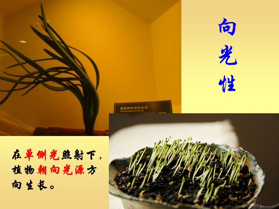 生物31植物生长素的发现最终.ppt_第2页