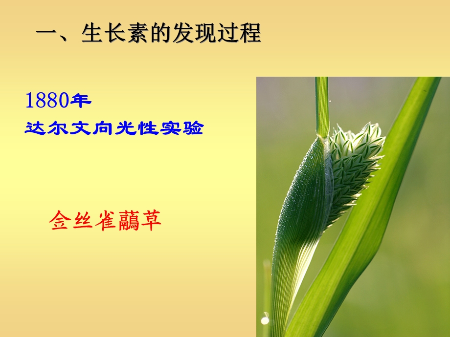 生物31植物生长素的发现最终.ppt_第3页