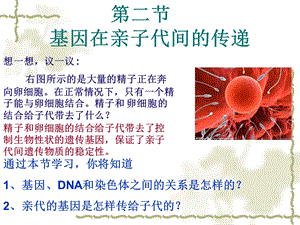 生物722基因在亲子代间的传递.ppt