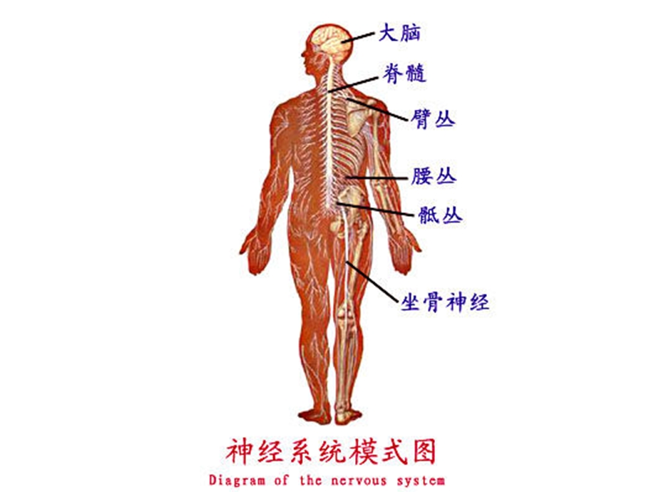 神经系统-激素调节.ppt_第3页