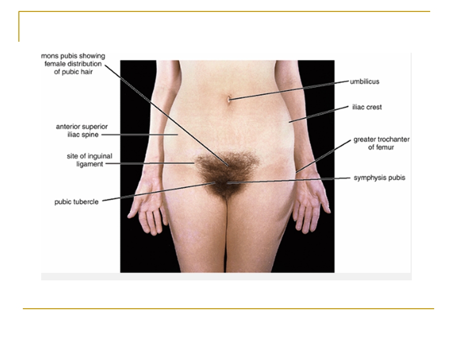 盆腔和会阴部解剖Pelvis-and-perineum.ppt_第3页