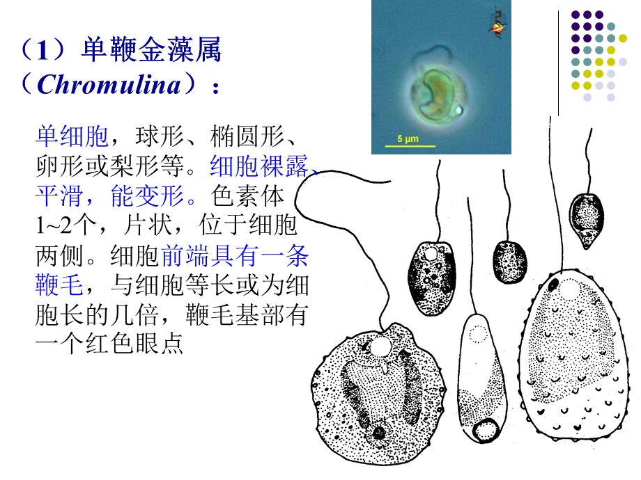 水生生物学金藻门+黄藻门.ppt_第2页