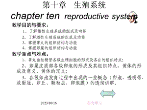 生殖系统reproductivesystem.ppt