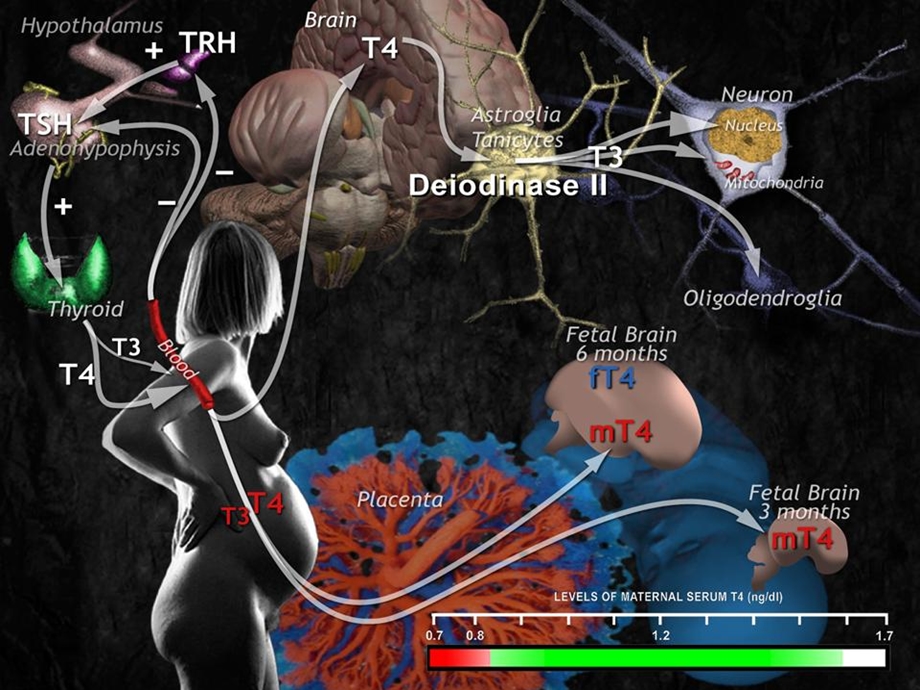 甲状腺激素在胎儿脑发育中的作用.ppt_第2页