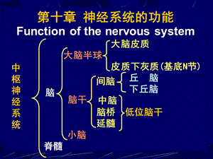 神经系统的功能Functionofthenervoussystem.ppt