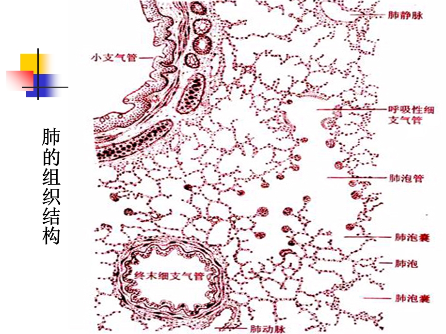 病理实验考试3局部血液循环障碍.ppt_第2页