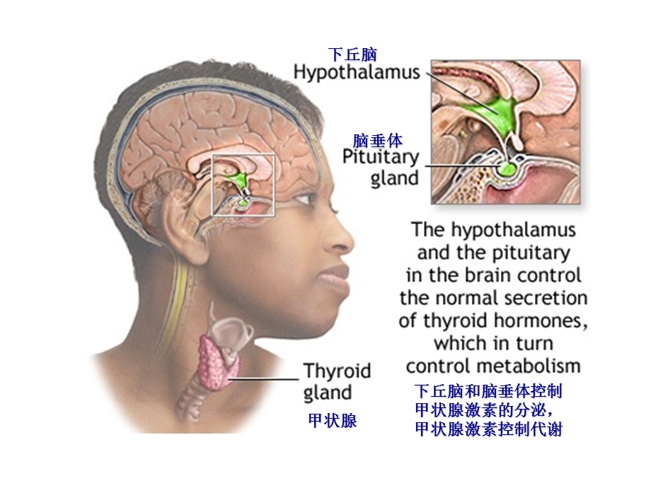 甲状腺切除术.ppt_第3页