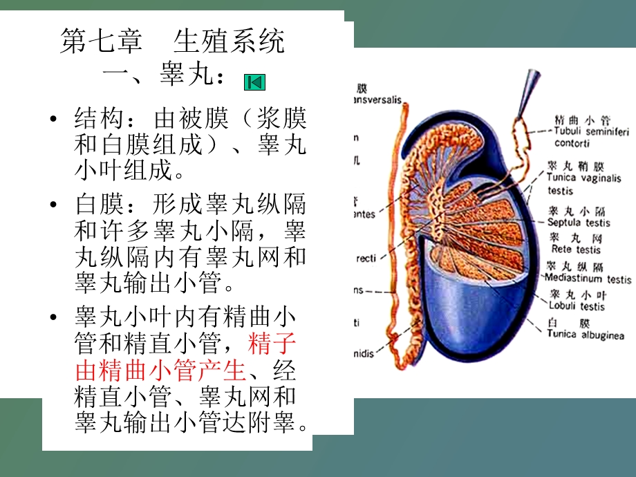 生殖系统组织.ppt_第2页