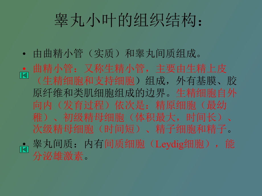 生殖系统组织.ppt_第3页